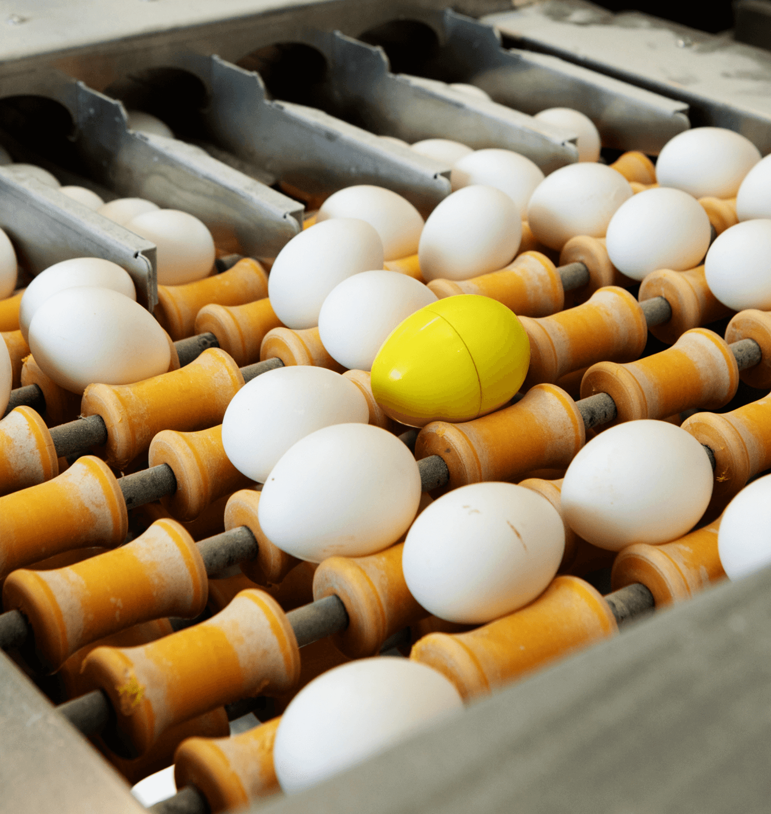CracklessEgg in use on egg handling machinery