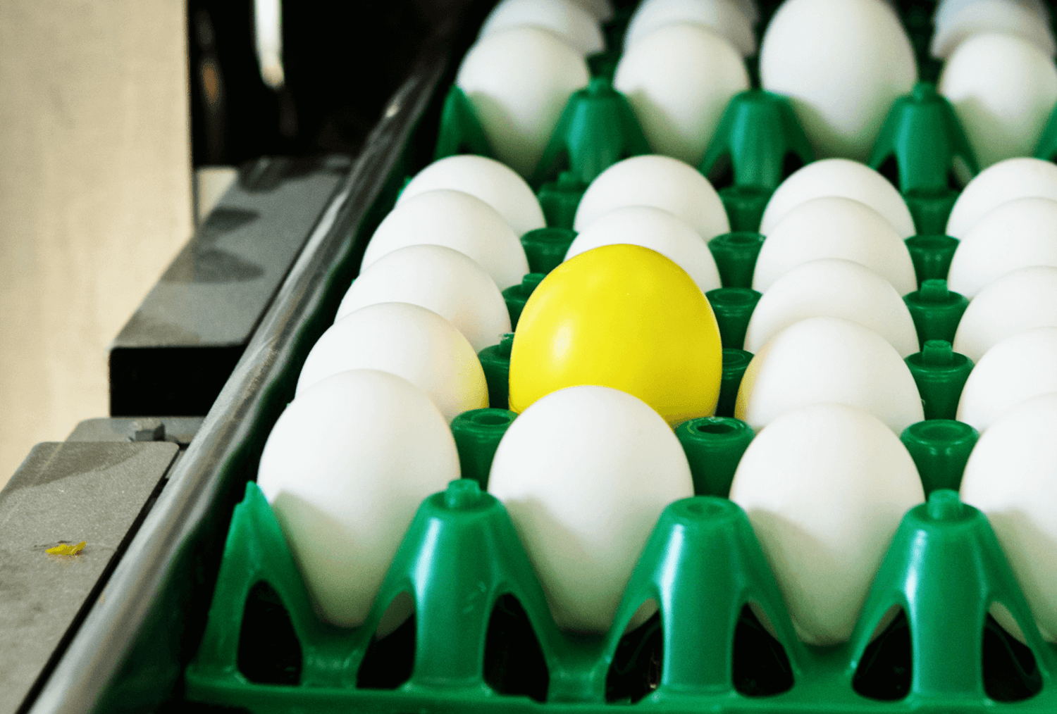 CracklessEgg in use when eggs are bring transported
