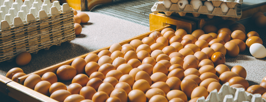 3 Factors Affecting Egg Quality and the 1 Easiest to Improve