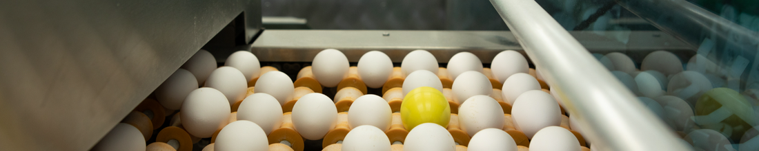 CracklessEgg: Top-Rated Egg Sensor Releases Temperature and Humidity Monitoring at World Poultry 2024