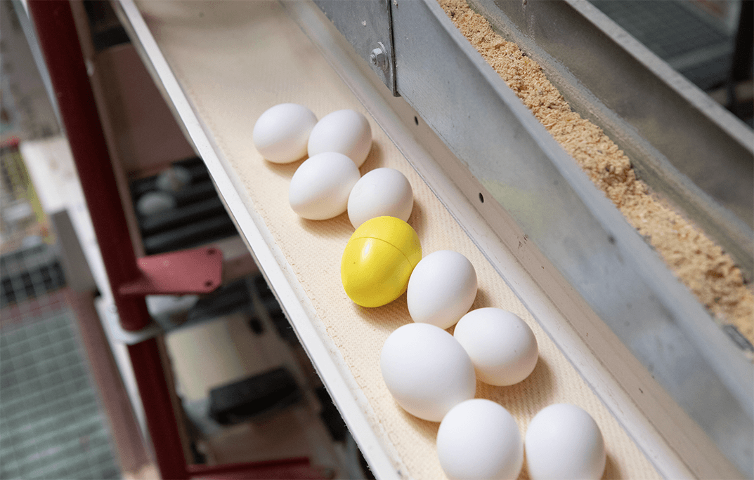 Break-Free Eggs: Innovative Solutions for Egg Handling Equipment