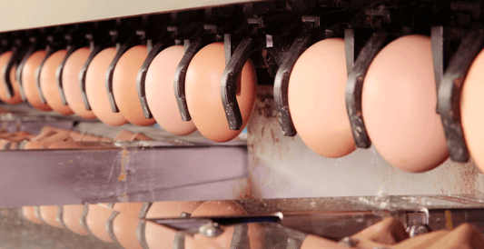 Egg grading equipment moving eggs through process