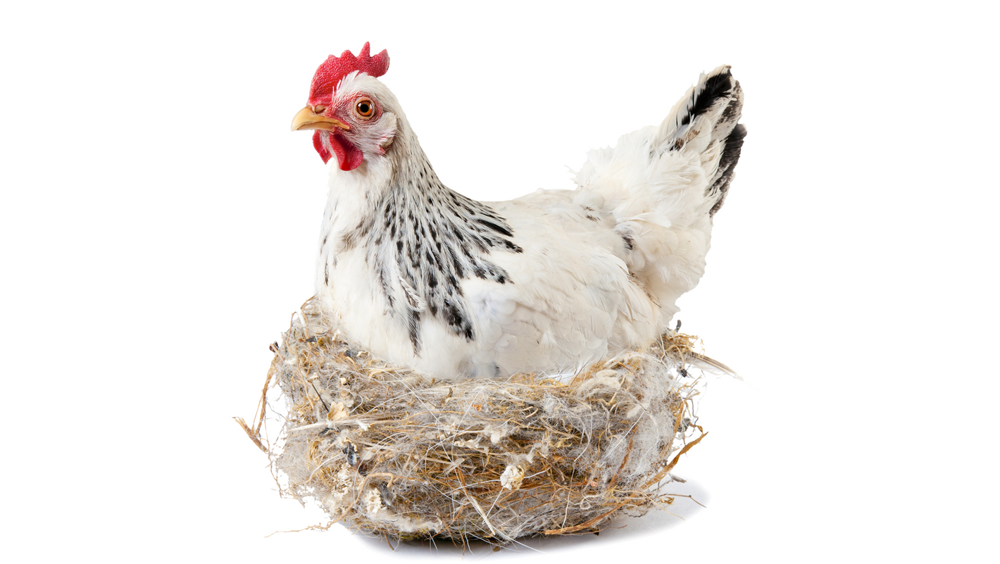 Chicken in a nest laying an egg