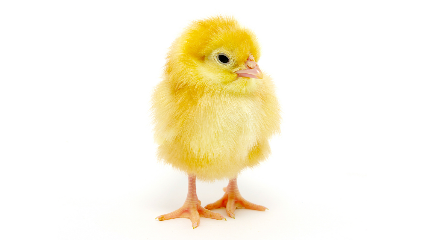 isolated small yellow baby chick