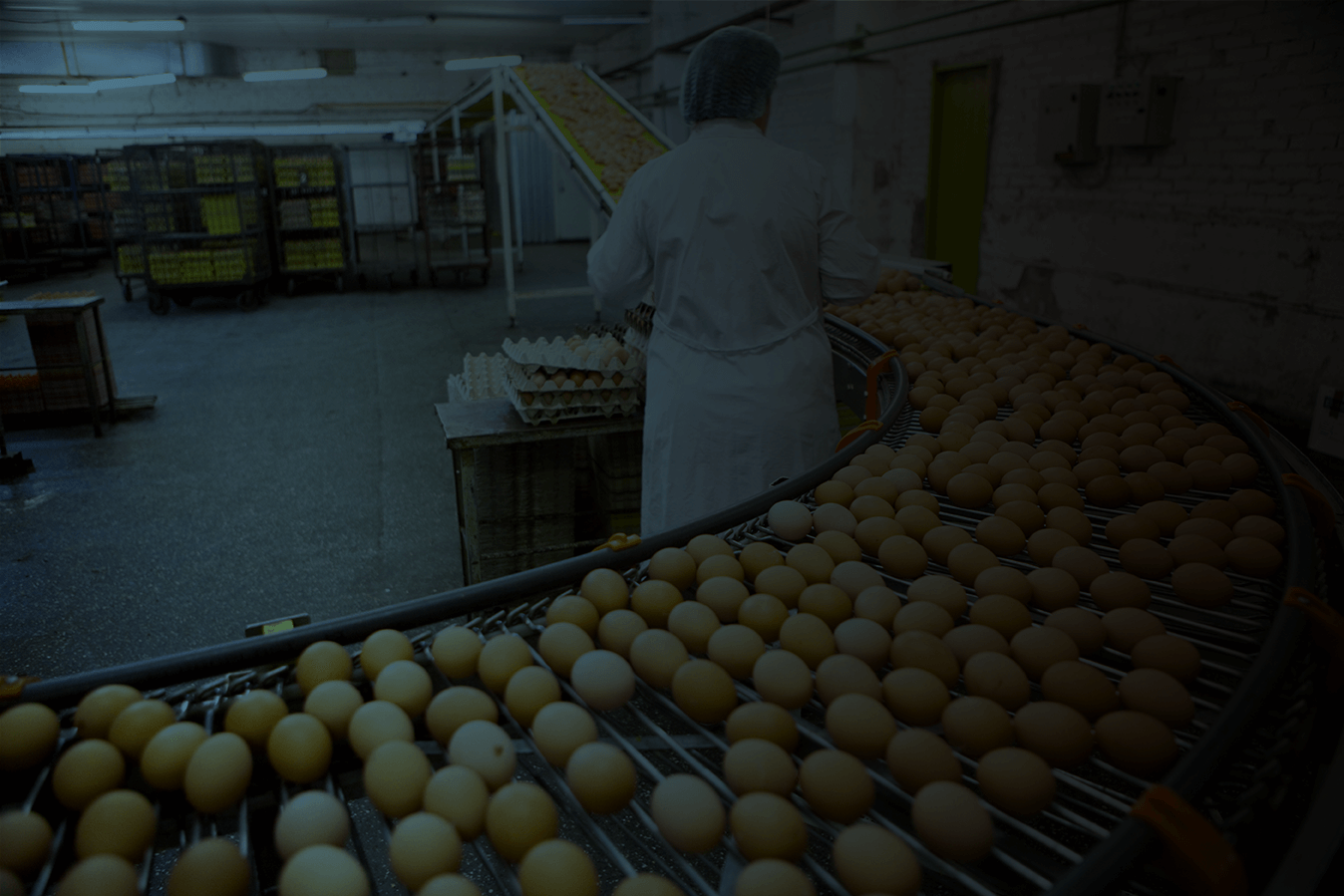 Dark background showing an egg producer in situ