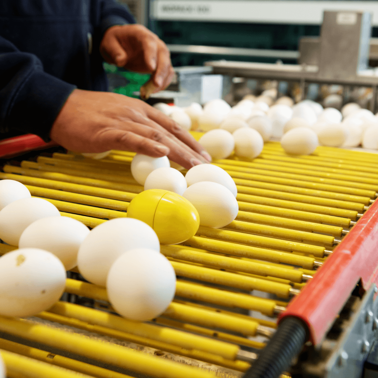 Farmer sorting through eggs on an handling machine 