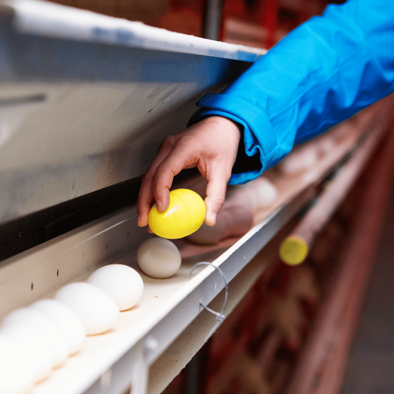 A farmer picking up a CracklessEgg  unit from an egg laying station