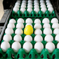 One CracklessEgg unit among large while eggs coming off a sorting maching