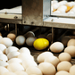 CracklessEgg unit coming through an egg sizing machine