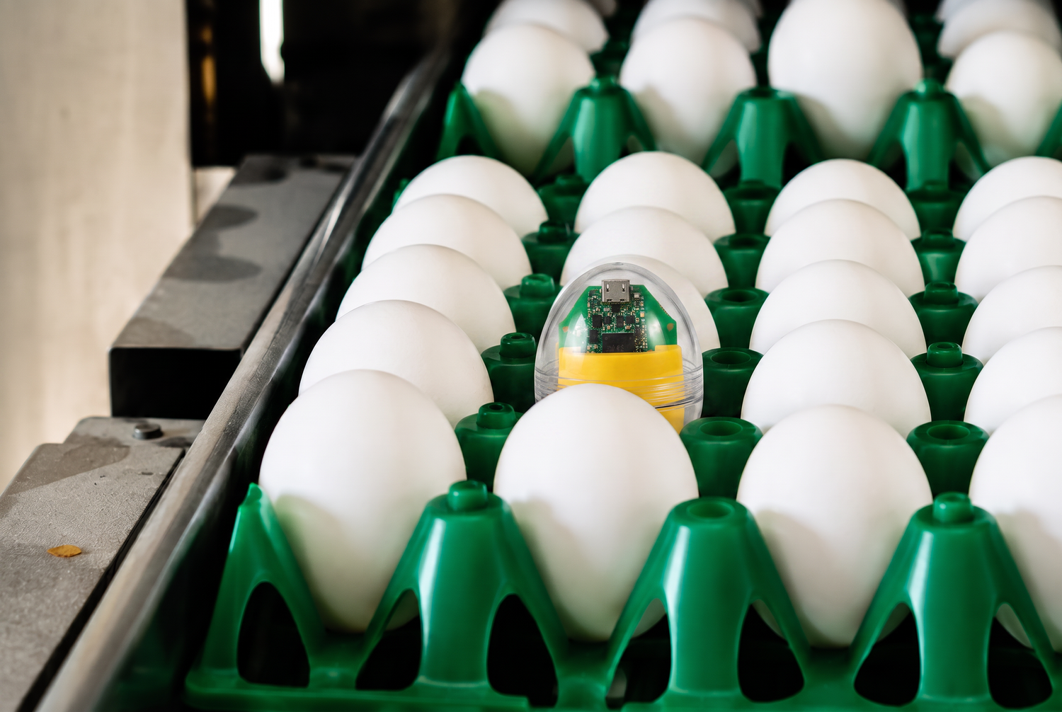 CracklessEgg transparent egg sensor on an egg conveyor alongside real eggs during commercial egg handling.