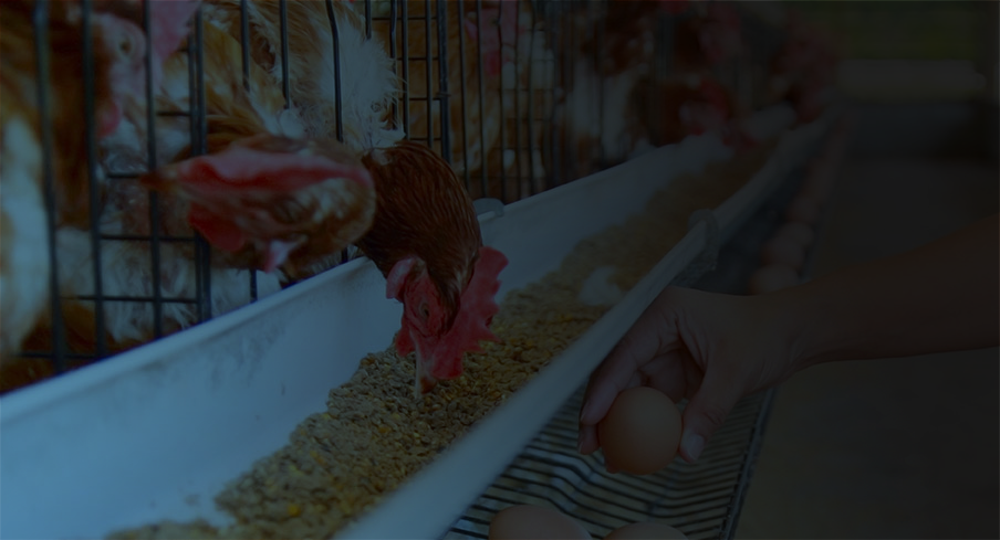 How CracklessEgg Sensors Work: Poultry Breeders & Hatcheries