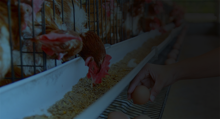 Dark background photo of a chicken eating while a farmer collects egss